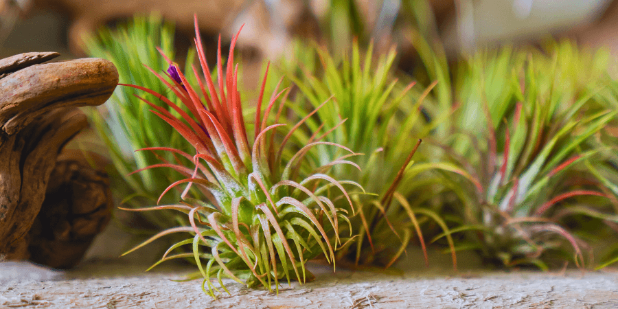 How to care for air plant thumb 1