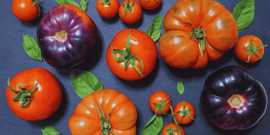 Tomato Plant Variant