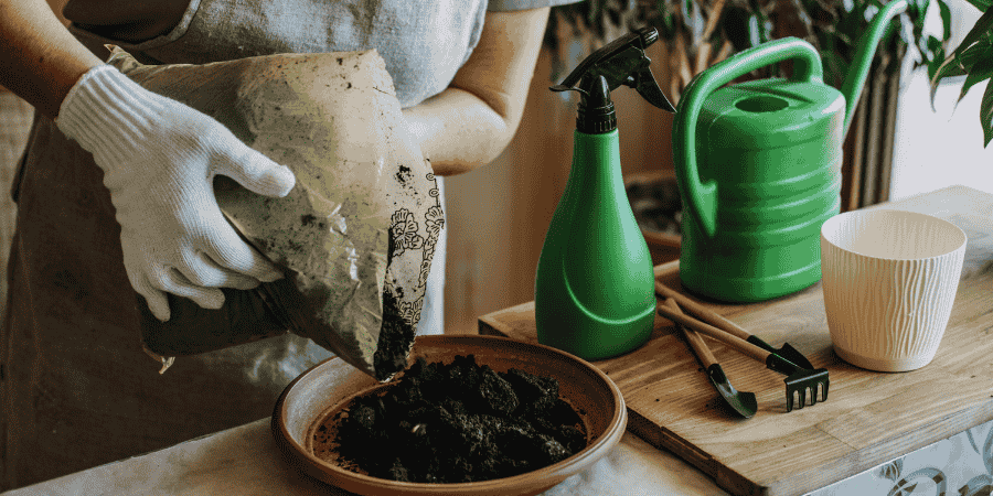Best Soil for Fig Trees in Pots