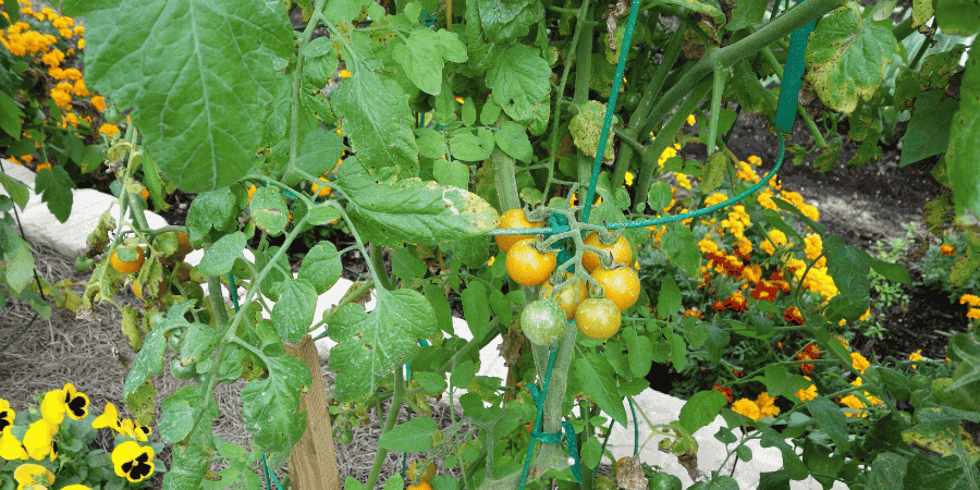 Easiest Vegetables to Grow in Florida