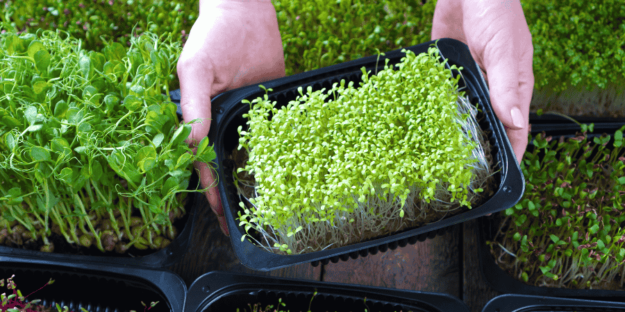 Growing Herbs in Florida