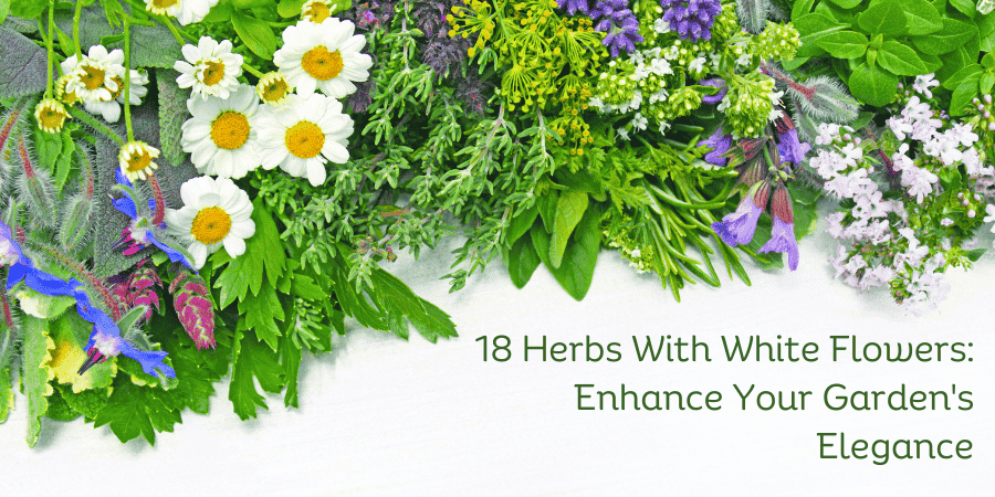 Herbs With White Flowers Enhance Your Garden's Elegance