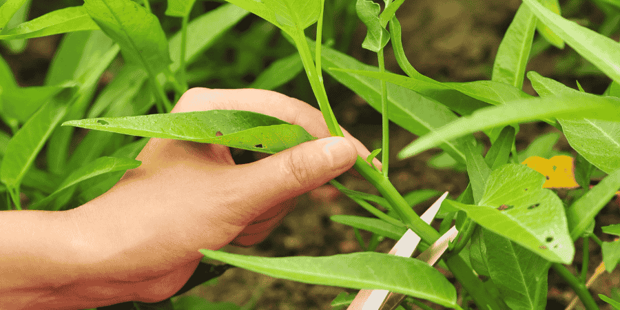 How to Grow Water Spinach from Cuttings