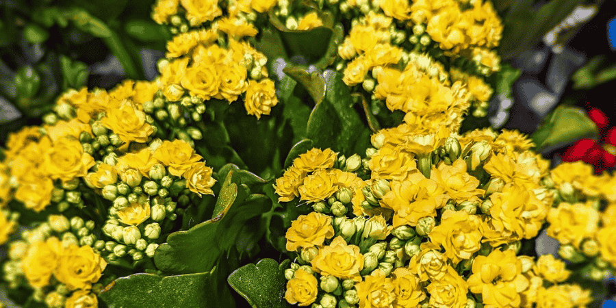 How to Grow and Care for Yellow Kalanchoe Plant