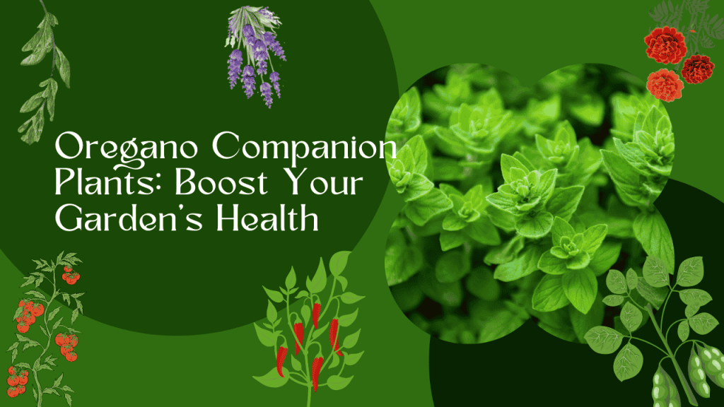 oregano companion plants​