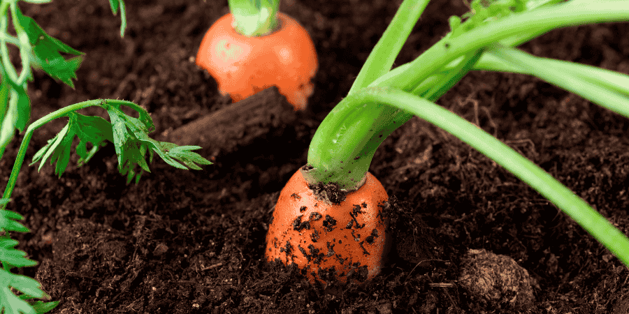 Growing carrots in Oklahoma